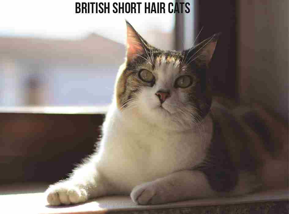 british short hair cats